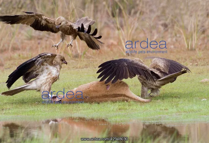 : Whistling Kites arguing at Agile Wallaby (Macropus agilis) : Whistling Kites arguing at Agile Wallaby (Macropus agilis)