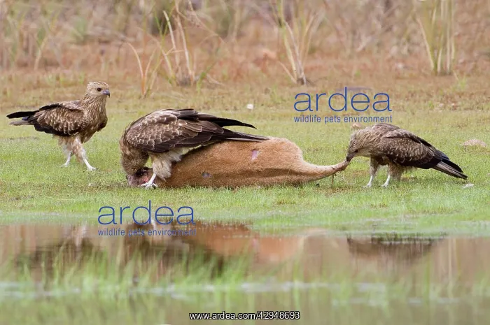 : Whistling Kites arguing at Agile Wallaby (Macropus agilis) : Whistling Kites arguing at Agile Wallaby (Macropus agilis)