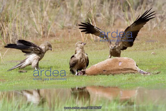  : Whistling Kites feeding at Agile Wallaby (Macropus agilis)