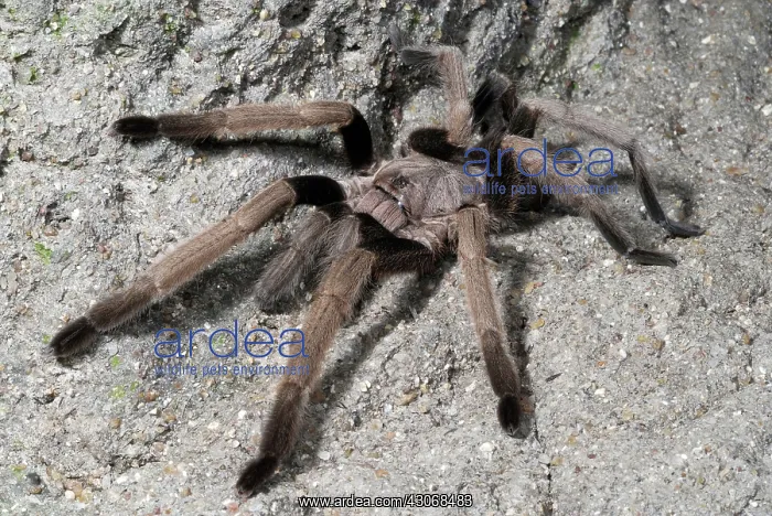 : Whistling Spider : Whistling Spider