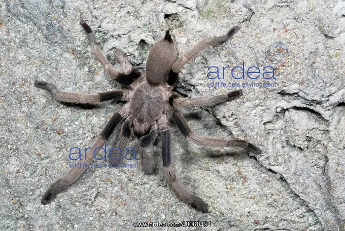: Whistling Spider : Whistling Spider