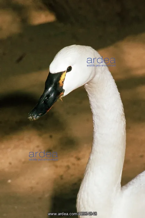 : Whistling Swan / Tundra Swan - head : Whistling Swan / Tundra Swan - head