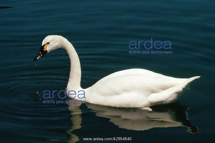 : Whistling Swan / Tundra Swan - male : Whistling Swan / Tundra Swan - male