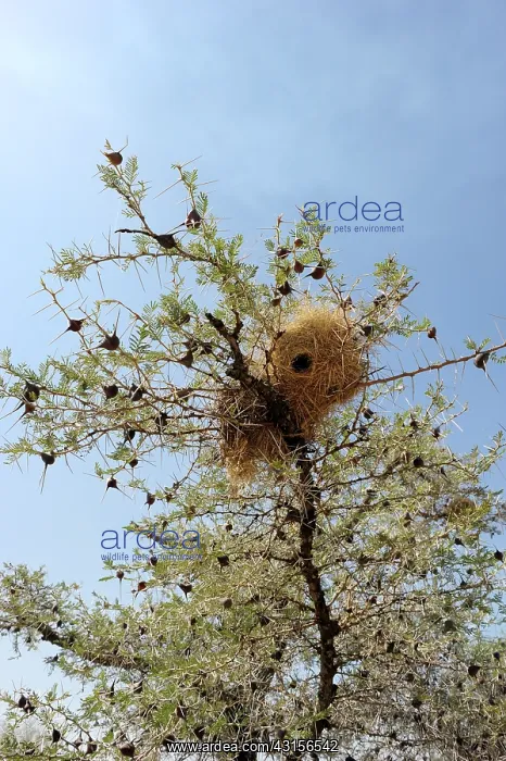 : Whistling Thorn : Whistling Thorn