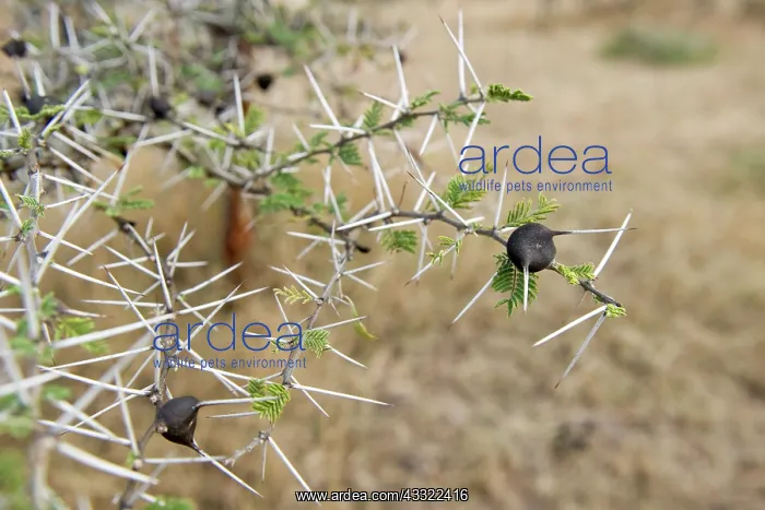 : Whistling Thorn : Whistling Thorn