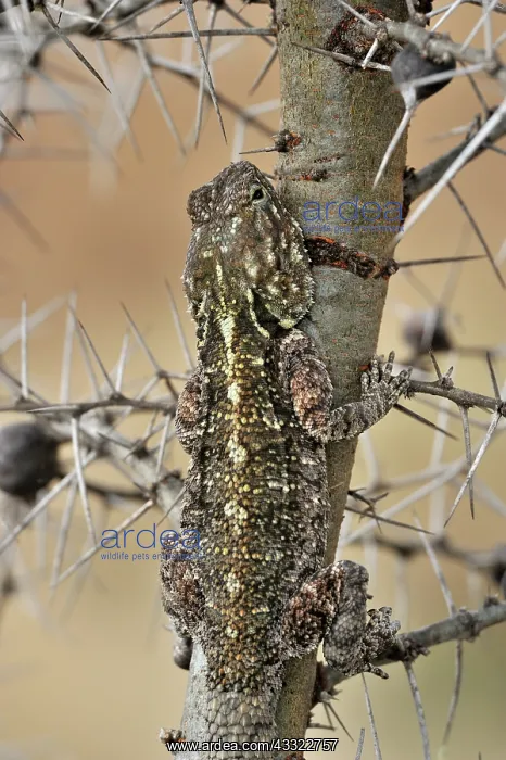 : Whistling Thorn : Whistling Thorn