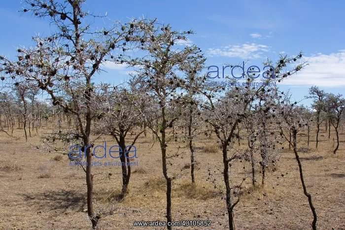 : Whistling Thorn Acacia with domatia : Whistling Thorn Acacia with domatia