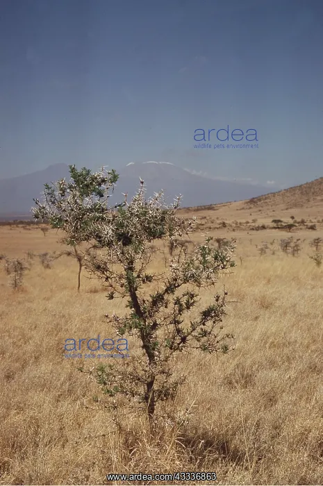 : WHISTLING THORN / Acacia Tree : WHISTLING THORN / Acacia Tree