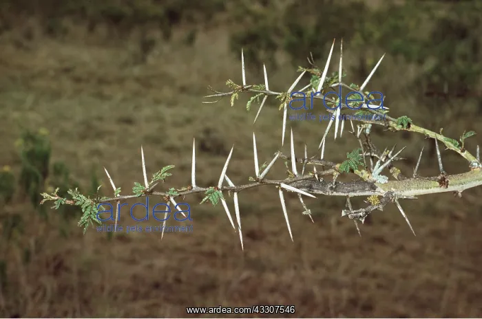 : WHISTLING THORN / Acacia Tree - branch showing three-inch : WHISTLING THORN / Acacia Tree - branch showing three-inch