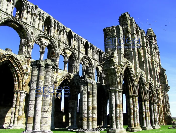 : Whitby Abbey, England. NOTE: This image avail. up : Whitby Abbey, England. NOTE: This image avail. up