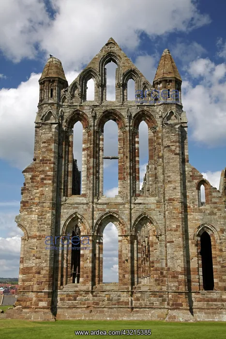 : Whitby Abbey ruins (built circa 1220), Whitby, North : Whitby Abbey ruins (built circa 1220), Whitby, North