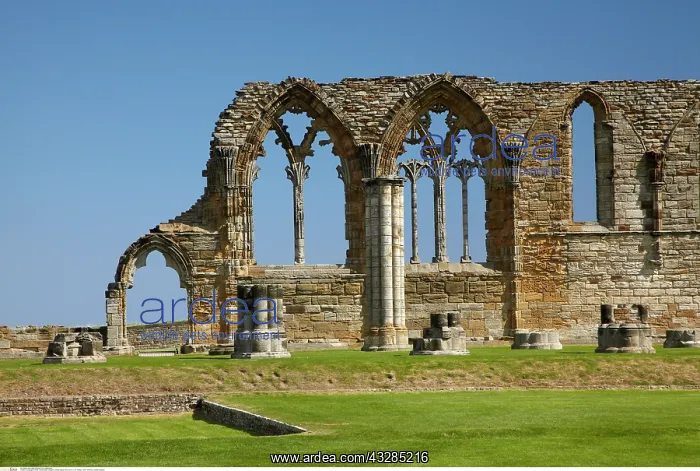 : Whitby Abbey ruins, Whitby, North Yorkshire, England : Whitby Abbey ruins, Whitby, North Yorkshire, England