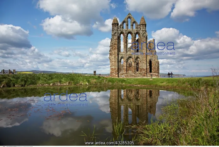 : Whitby Abbey ruins, Whitby, North Yorkshire, England : Whitby Abbey ruins, Whitby, North Yorkshire, England