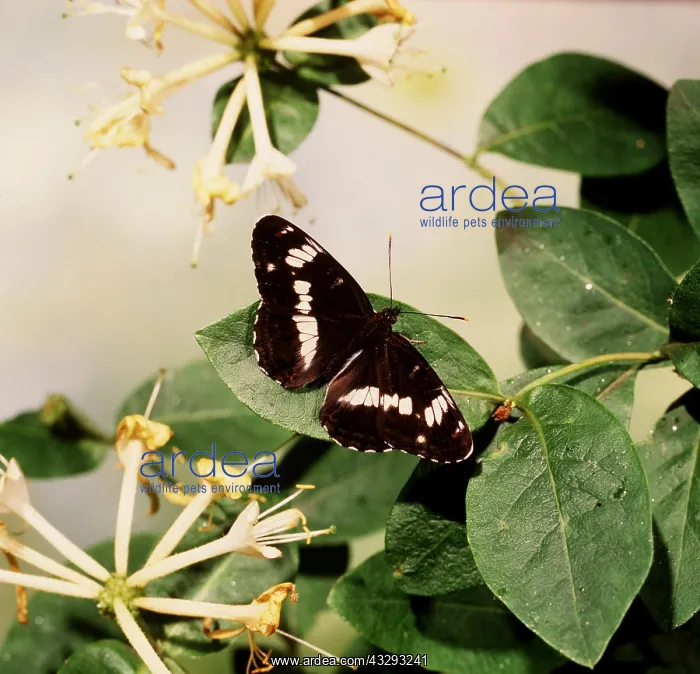 : White Admiral Butterfly : White Admiral Butterfly