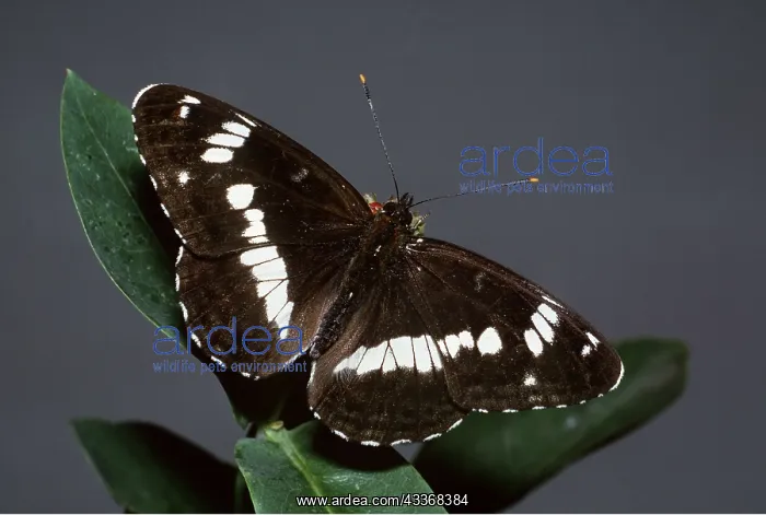 : White Admiral Butterfly - on honeysuckle : White Admiral Butterfly - on honeysuckle