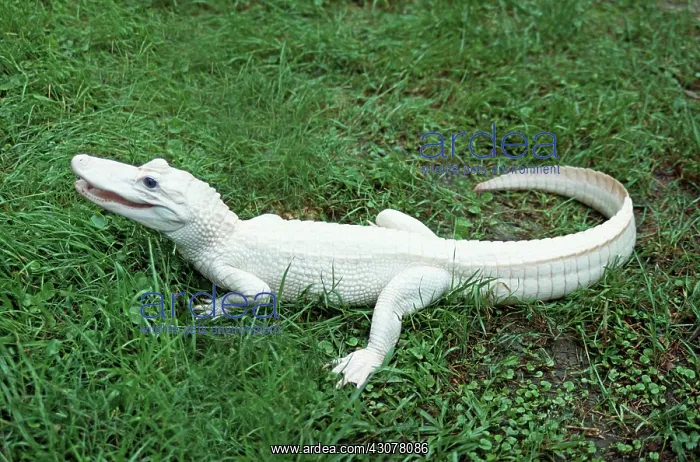 : White Alligator : White Alligator