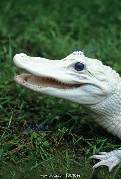 : White Alligator : White Alligator