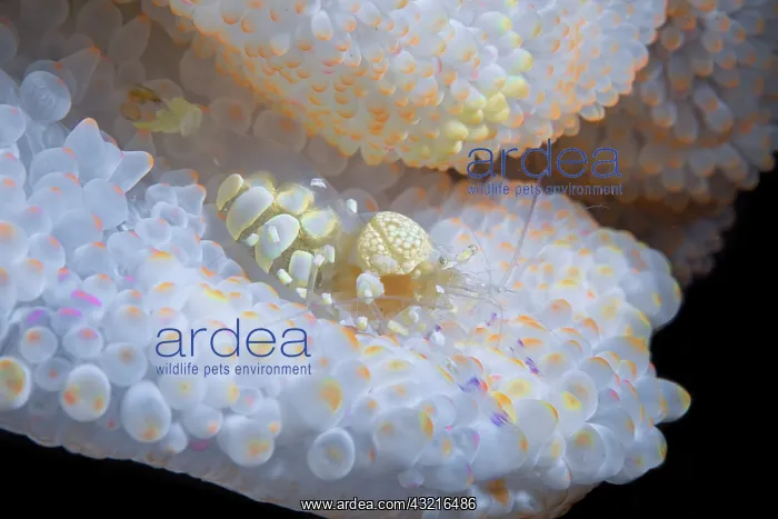  : White Anemone shrimp (Periclimenes brevicarpalis)