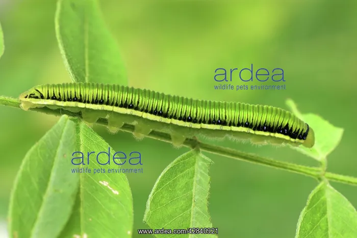 : White Angled-Sulphur Caterpillar Butterfly : White Angled-Sulphur Caterpillar Butterfly