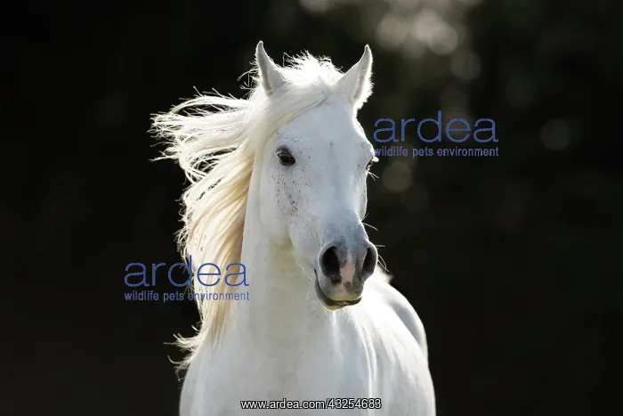 : White Arabian stallion galloping, portrait : White Arabian stallion galloping, portrait