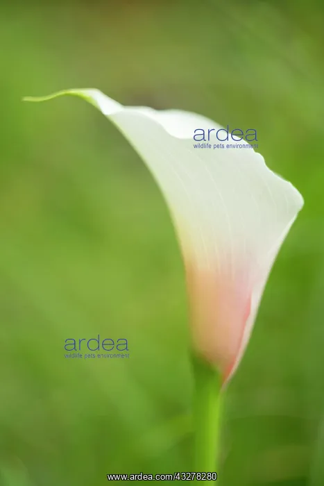  : White Arum lily