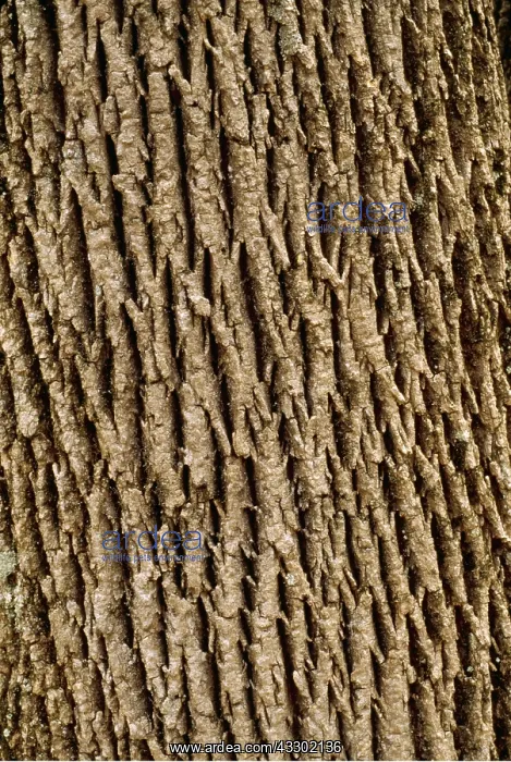 : WHITE ASH BARK - Upland forest tree, bark pattern : WHITE ASH BARK - Upland forest tree, bark pattern