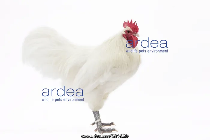 : White Australorp Chicken Cockerel / Rooster : White Australorp Chicken Cockerel / Rooster