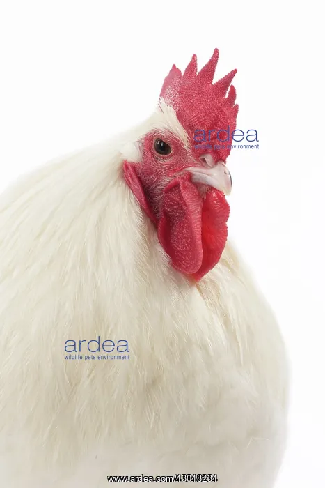  : White Australorp Chicken Cockerel  /  Rooster