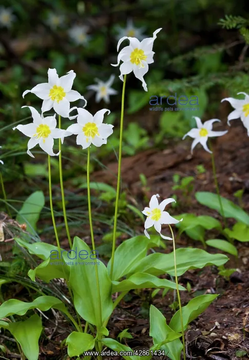 : White Avalanche Lily : White Avalanche Lily