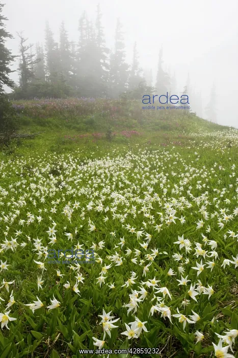 : White Avalanche Lily en masse on Hurricane Ridge : White Avalanche Lily en masse on Hurricane Ridge