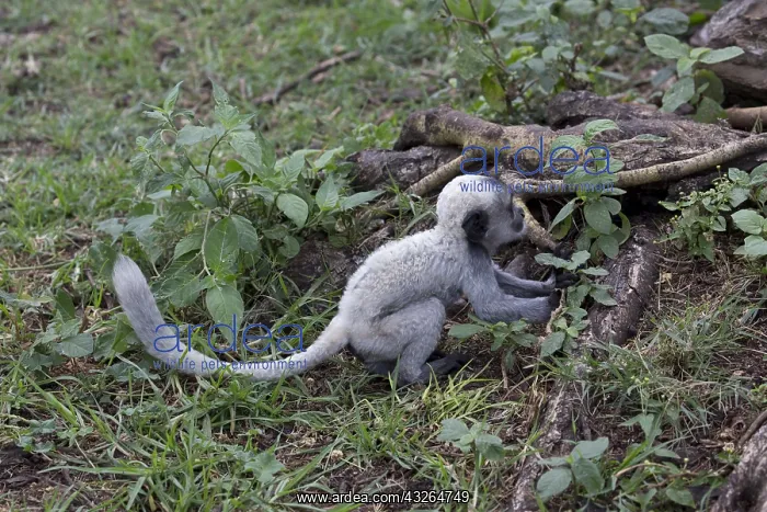 : White baby Black and White Colobus monkey Colobus : White baby Black and White Colobus monkey Colobus