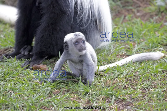 : White baby Black and White Colobus monkey Colobus : White baby Black and White Colobus monkey Colobus
