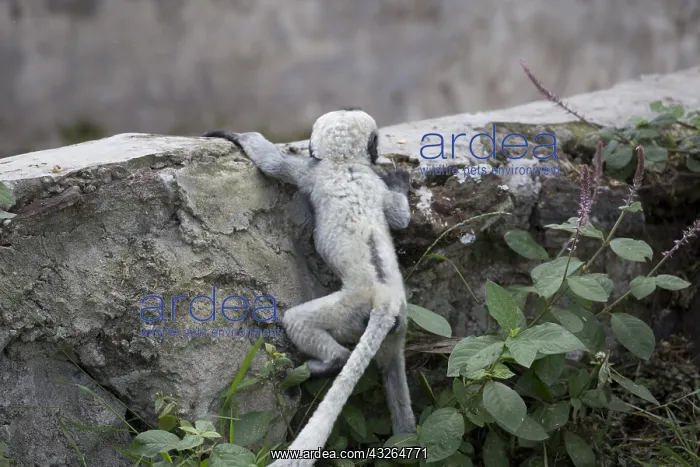 : White baby Black and White Colobus monkey Colobus : White baby Black and White Colobus monkey Colobus