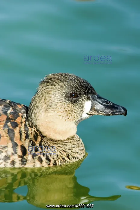 : White-backed Duck : White-backed Duck