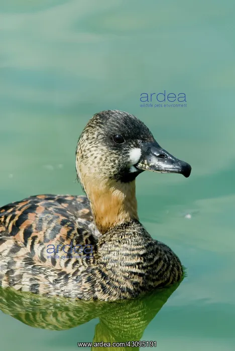 : White-backed Duck : White-backed Duck