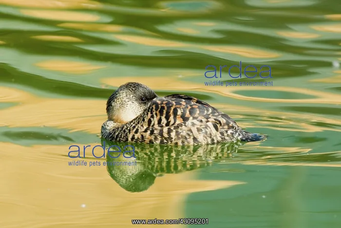  : White-backed Duck