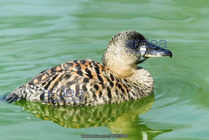 : White-backed Duck : White-backed Duck