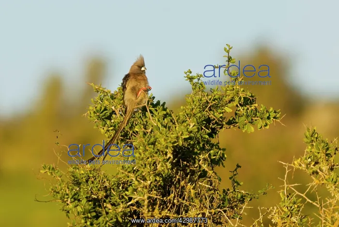  : White-backed Mousebird. perched in bush - Western