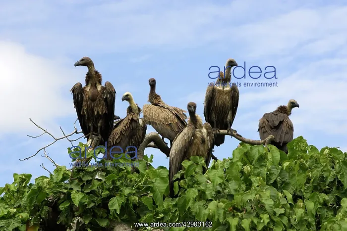 : White-backed / Ruppell's Vulture : White-backed / Ruppell's Vulture