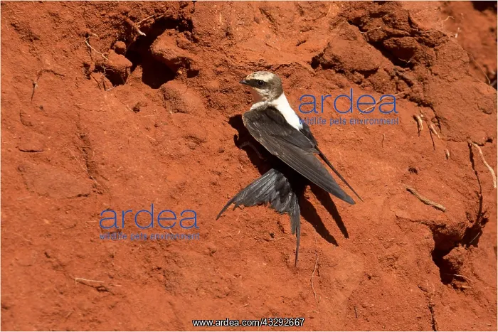 : White-backed Swallow - This bird would land on the : White-backed Swallow - This bird would land on the