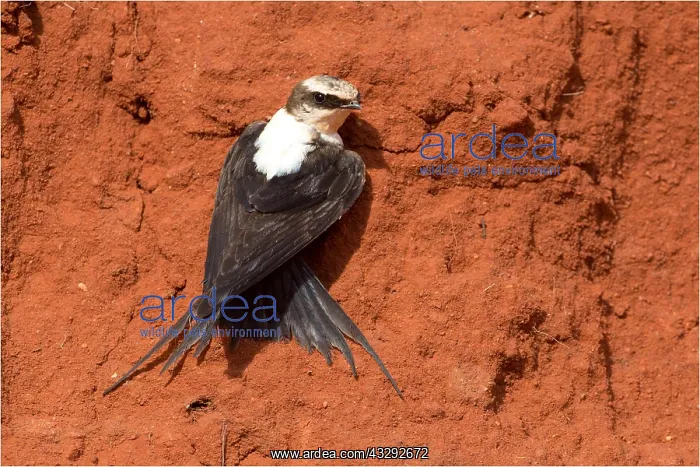 : White-backed Swallow - This bird would land on a : White-backed Swallow - This bird would land on a