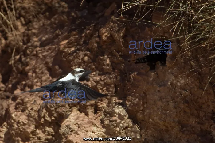: White-backed Swallow - nesting in sand bank : White-backed Swallow - nesting in sand bank