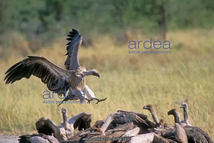 : White-backed VULTURE : White-backed VULTURE