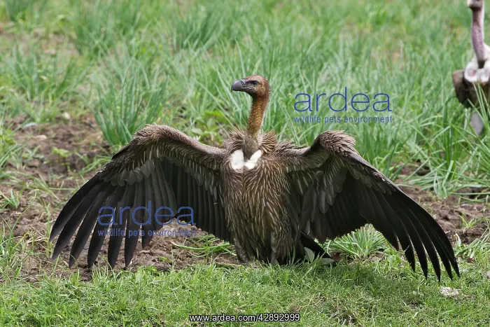 : White-backed Vulture : White-backed Vulture