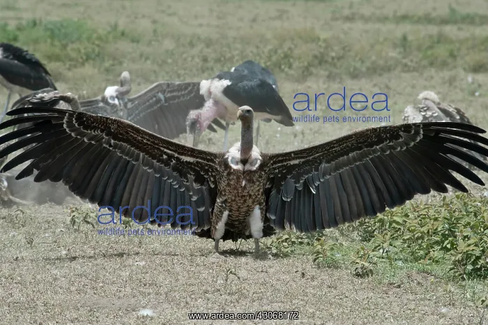 : White-backed Vulture : White-backed Vulture