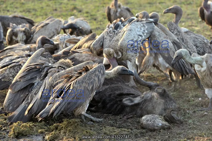 : White-backed Vulture : White-backed Vulture