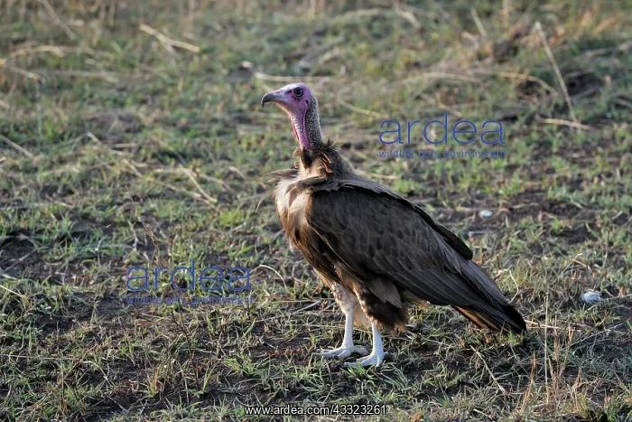 : White-backed Vulture : White-backed Vulture