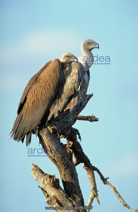  : White-Backed Vulture - Two birds waiting in a tree