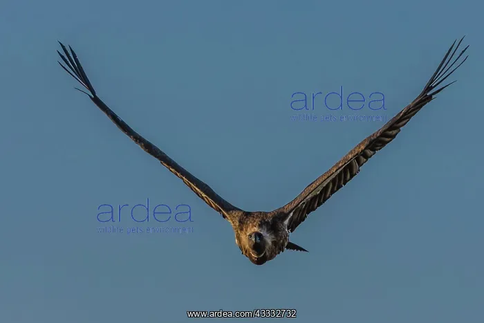 : White backed Vulture - in flight : White backed Vulture - in flight