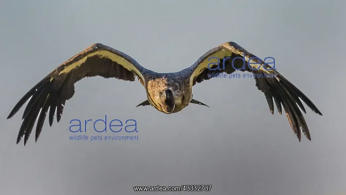 : White backed Vulture - in flight : White backed Vulture - in flight